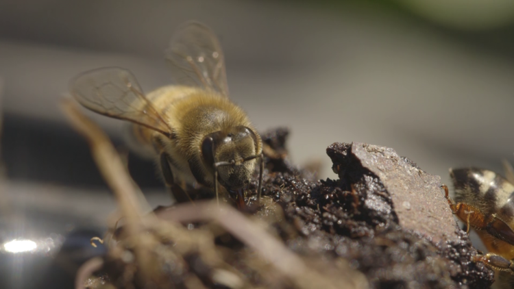 Récolte du miel - L'espace imaginaire